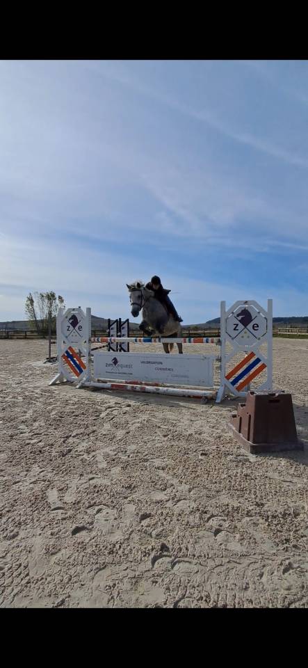 Ponette connemara 4 ans cso cce 