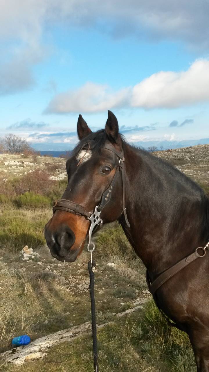 Cheval espagnol de randonn&eacute;e