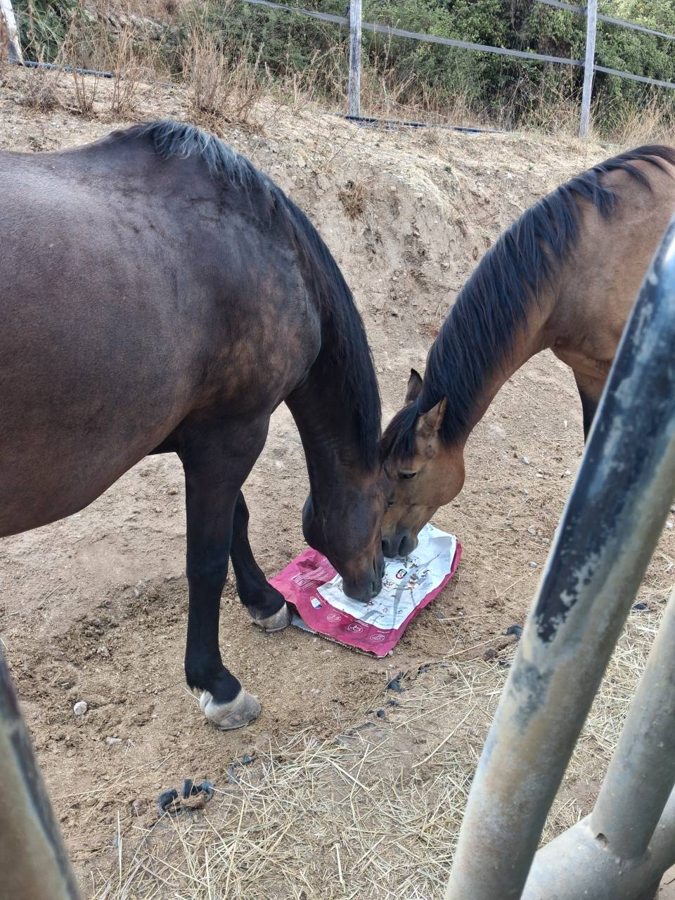 Cheval espagnol de randonn&eacute;e