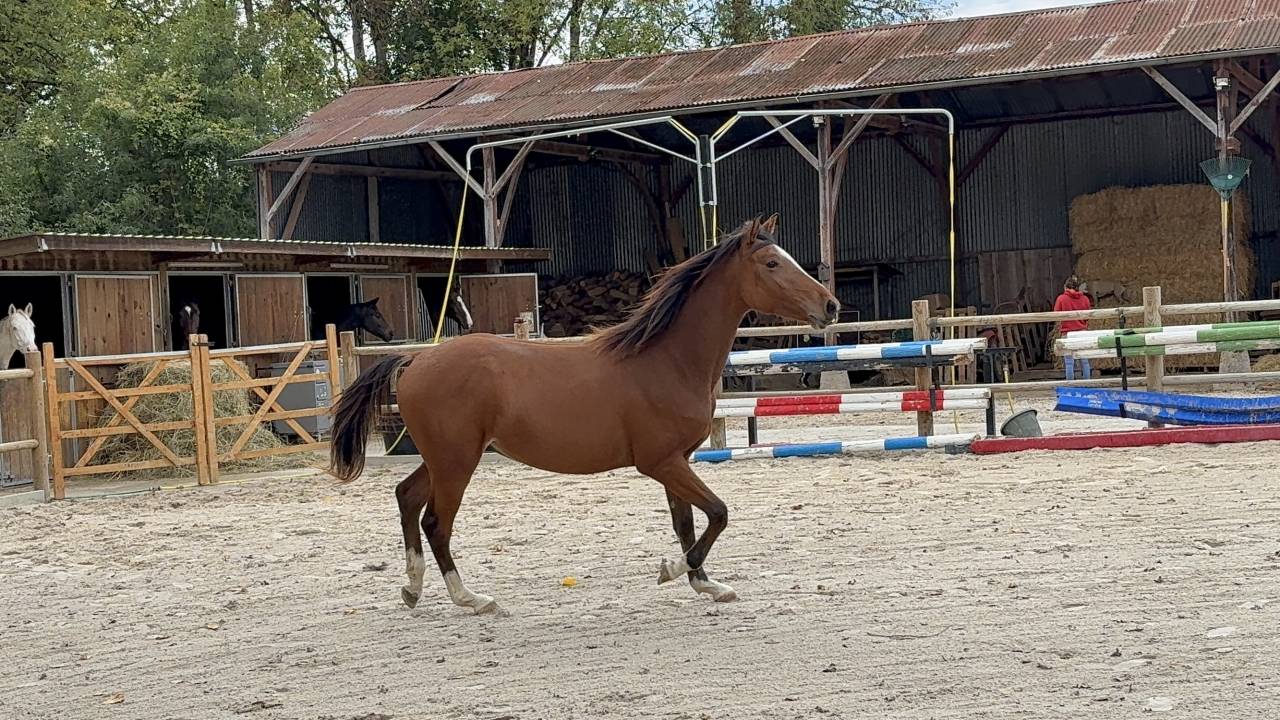 Poulain cheval 