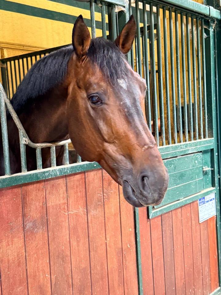 &Agrave; vendre cheval 14ans
