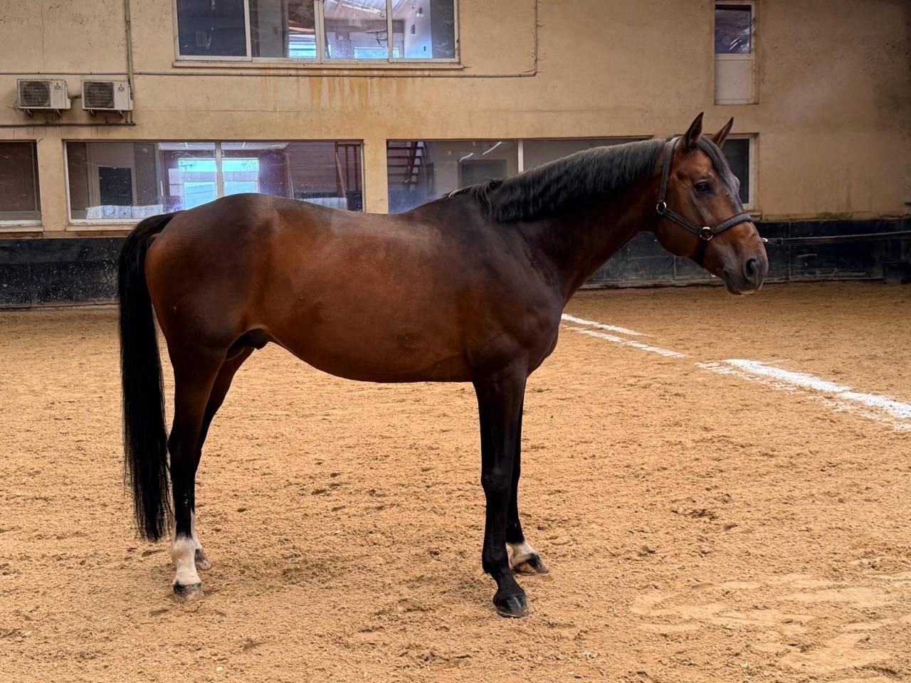 &Agrave; vendre cheval 14ans