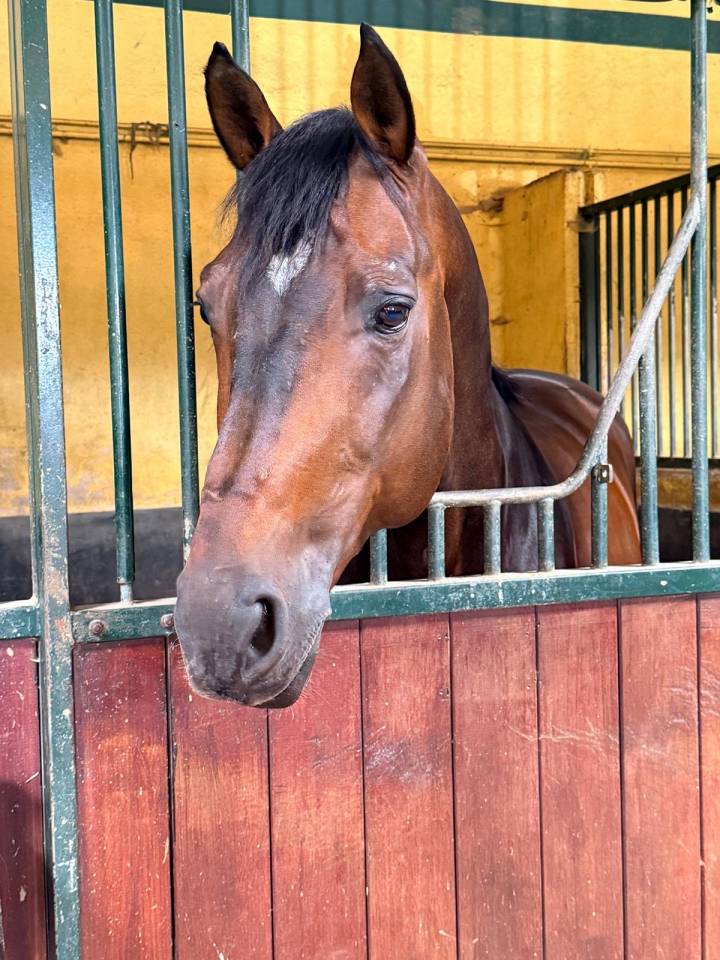 &Agrave; vendre cheval 14ans