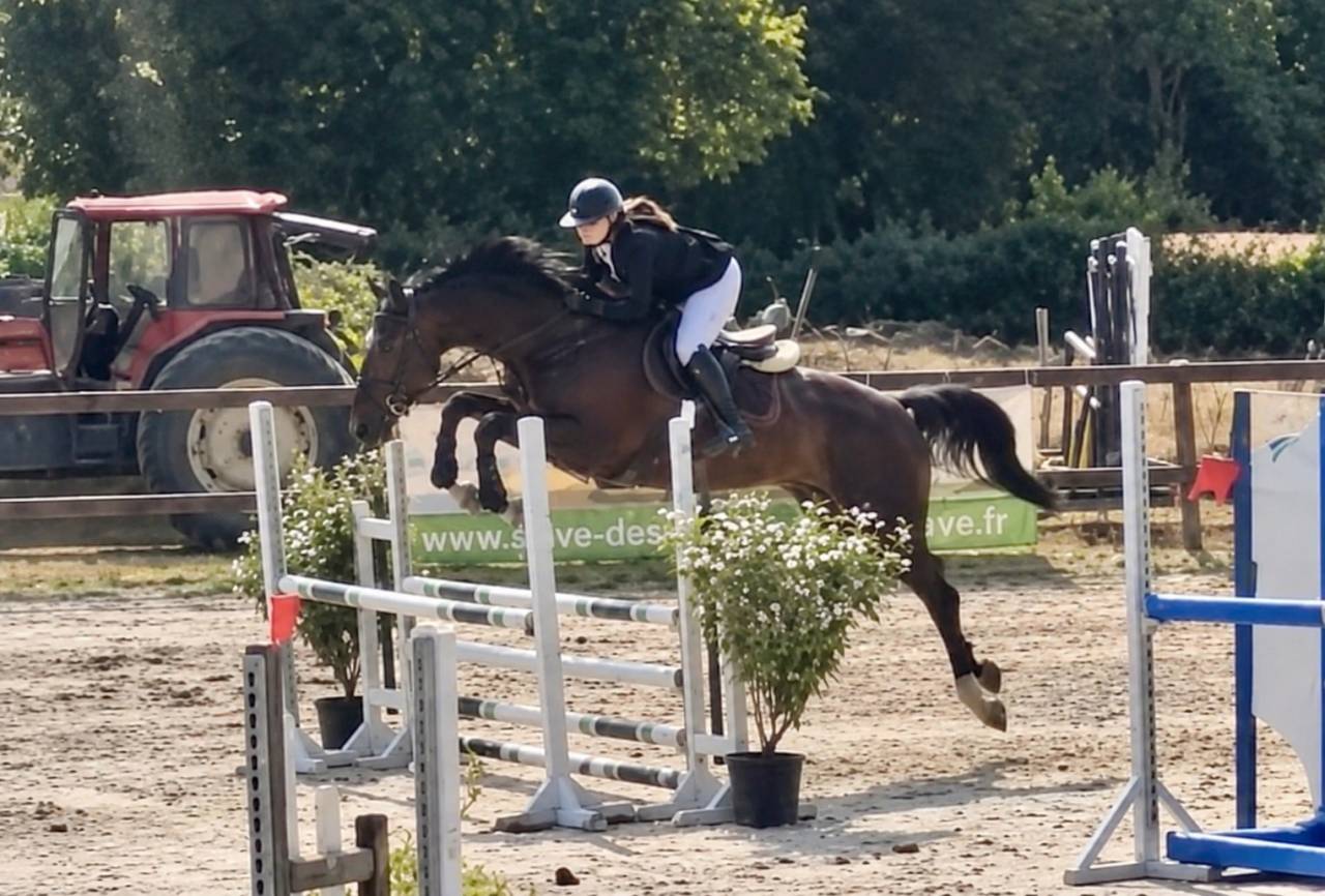 Jument - SBS - 8 ans - Dressage / CSO / CCE - France