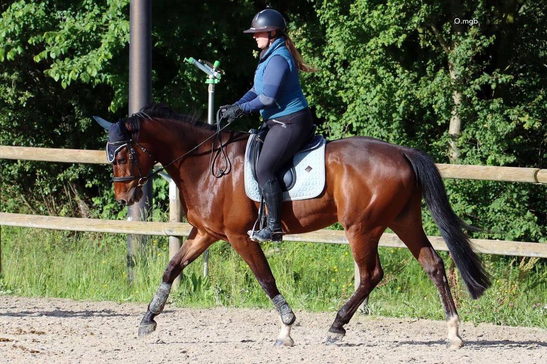 Cheval SF pour loisir