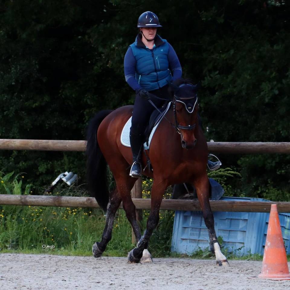 Cheval SF pour loisir