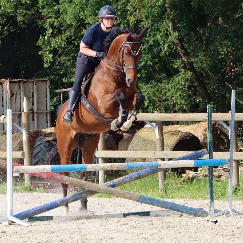 Cheval SF pour loisir