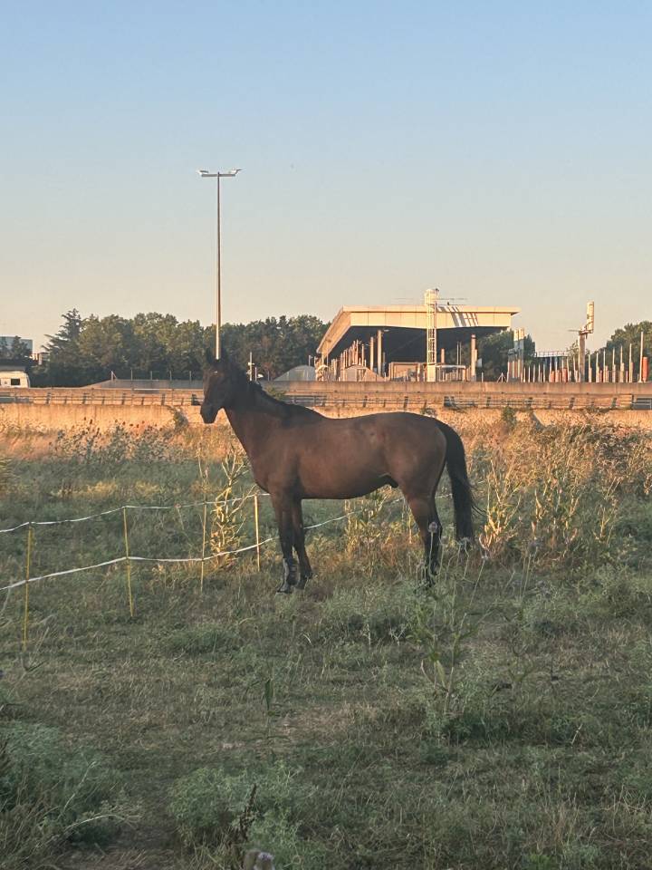 Cheval SF pour loisir
