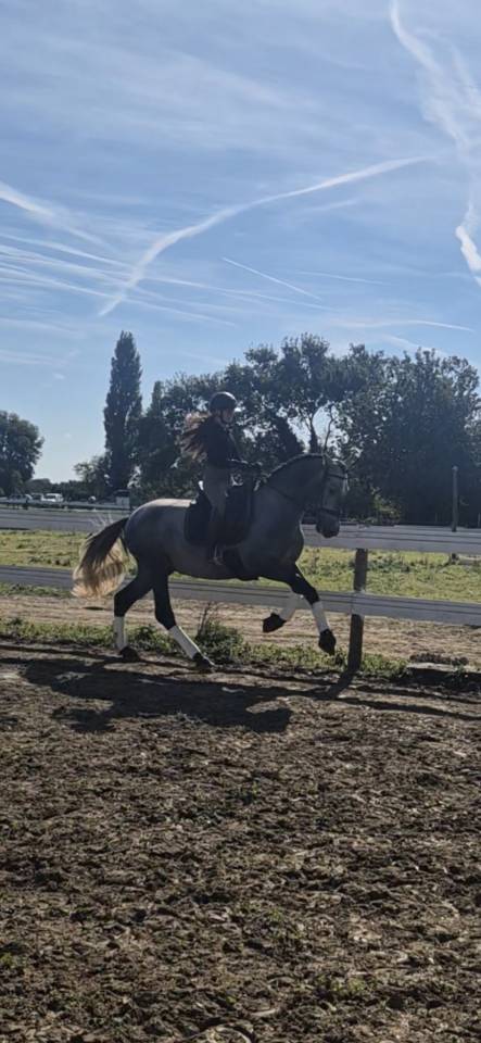 Pure race espagnol 