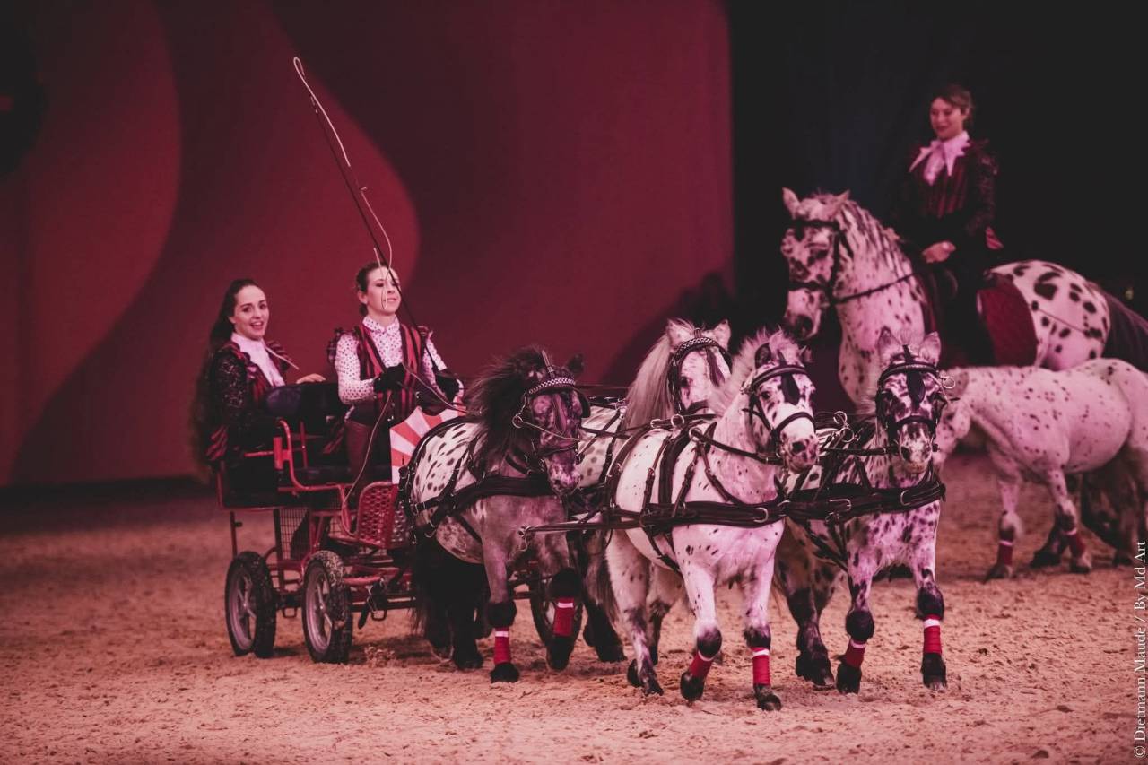 2 poneys shetland attel&eacute;s et spectacle 