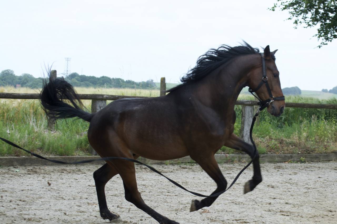 Trotteur fran&ccedil;ais de 3ans et demi