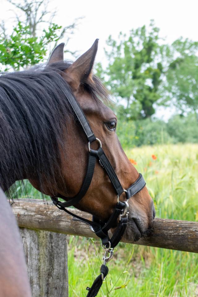 Trotteur fran&ccedil;ais de 3ans et demi