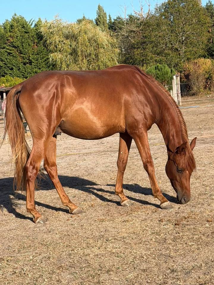 Cheval de 3 ans &agrave; vendre 
