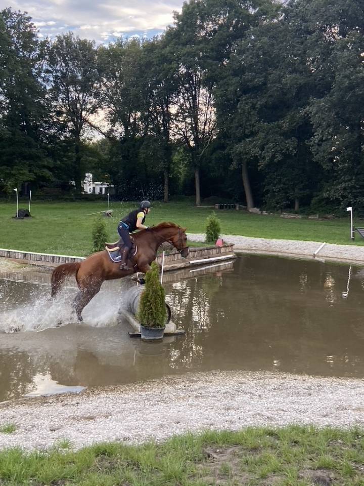Eloise Cityhorse Z &ndash; jument Zangersheide, 12 ans, 1m70