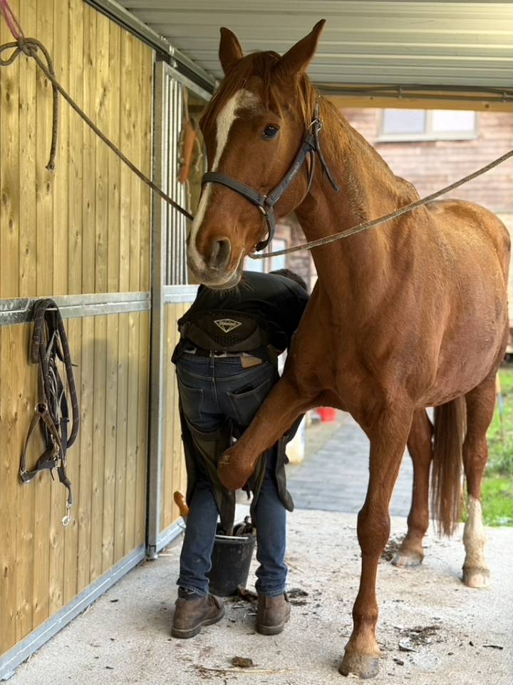 Eloise Cityhorse Z &ndash; jument Zangersheide, 12 ans, 1m70