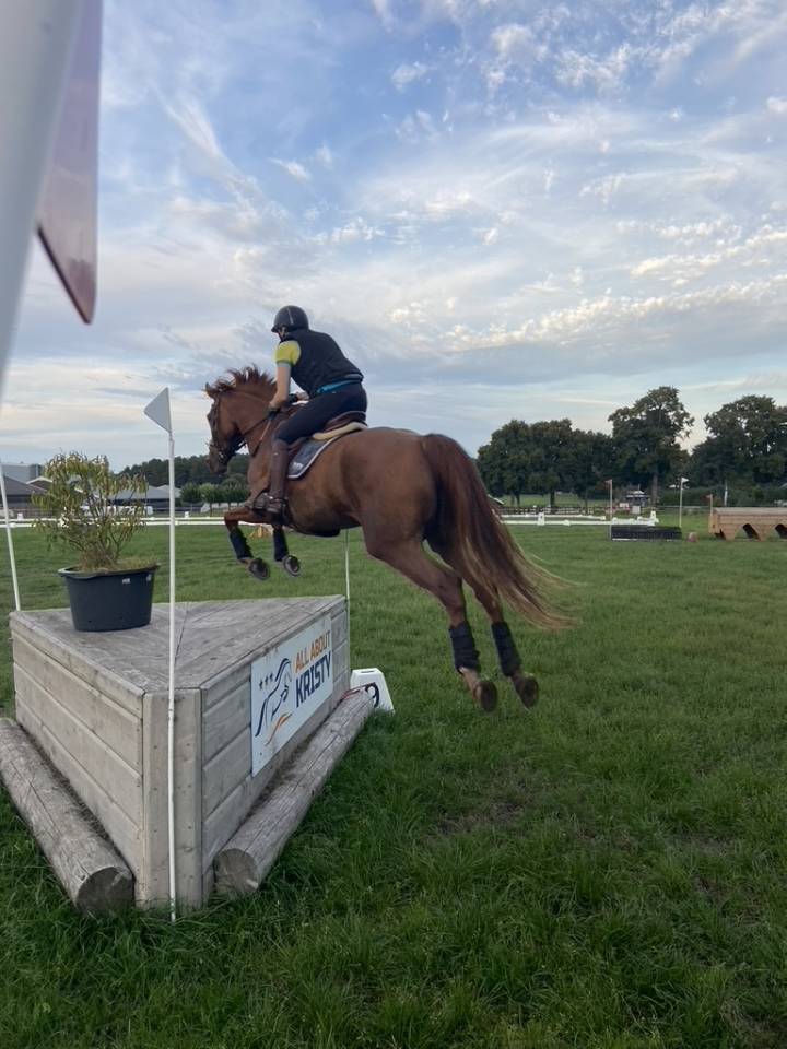 Eloise Cityhorse Z &ndash; jument Zangersheide, 12 ans, 1m70