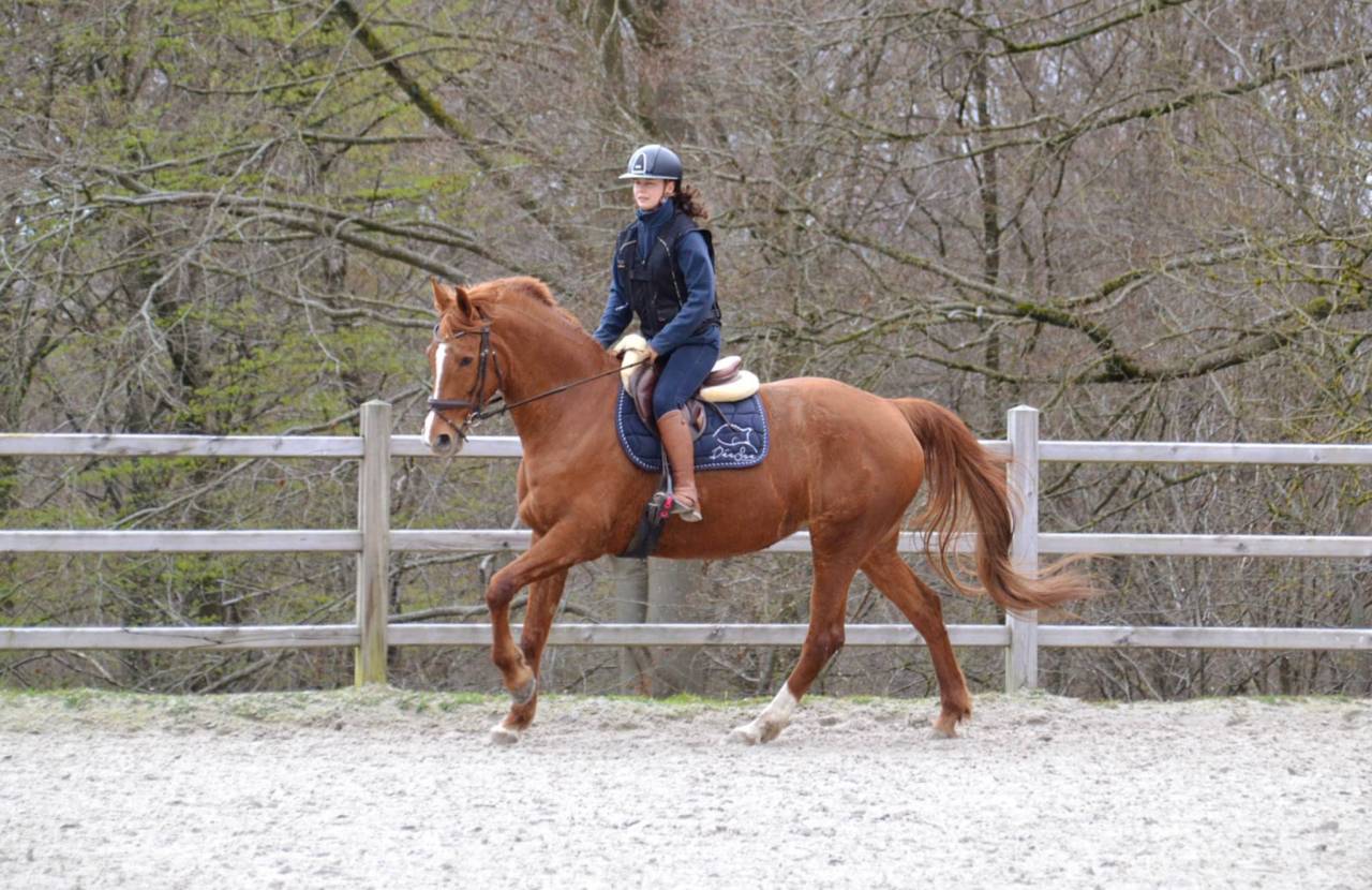Eloise Cityhorse Z &ndash; jument Zangersheide, 12 ans, 1m70
