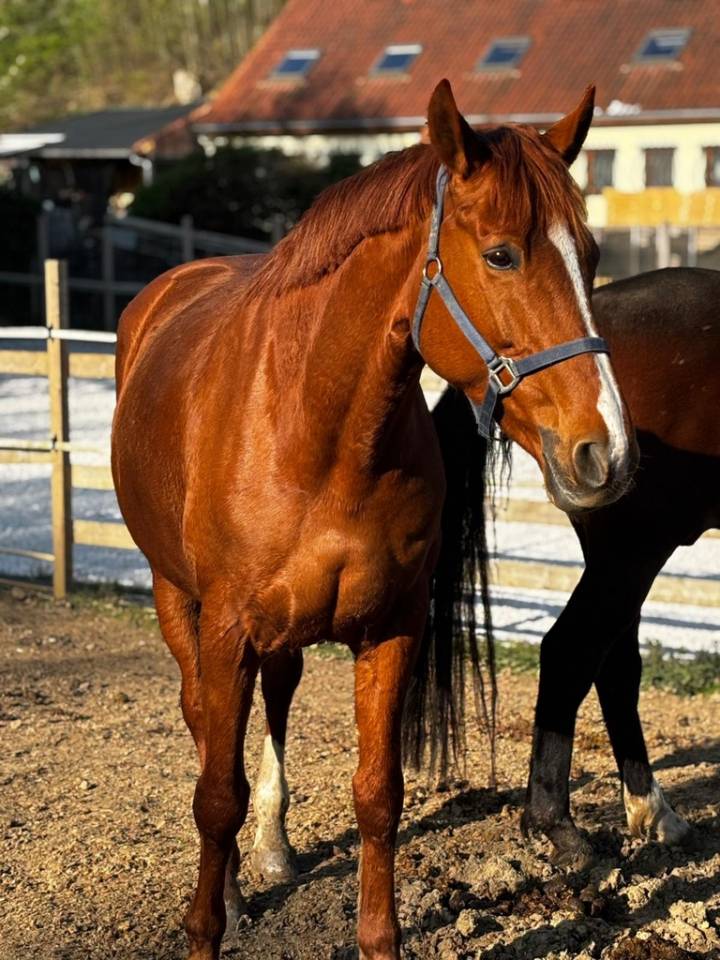 Eloise Cityhorse Z &ndash; jument Zangersheide, 12 ans, 1m70