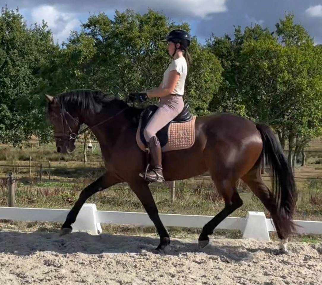 Top jument dressage 5ans