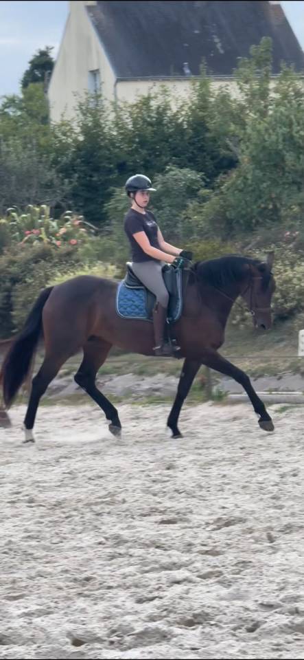 Top jument dressage 5ans