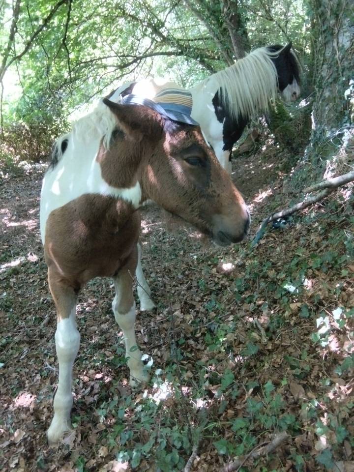 poulain pie demi trait 18 mois  irih x postiere