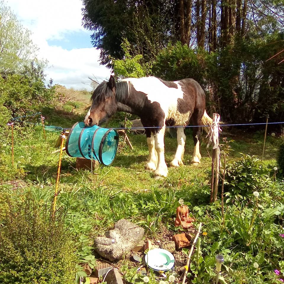 poulain pie demi trait 18 mois  irih x postiere