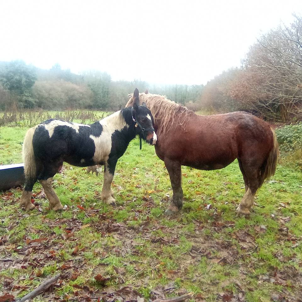 poulain pie demi trait 18 mois  irih x postiere