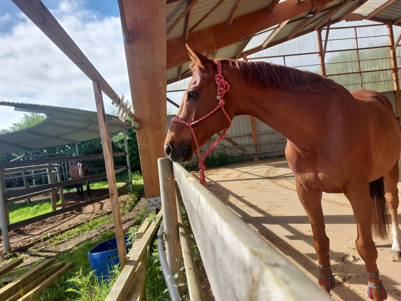 Cheval &agrave; vendre pour semi retraite