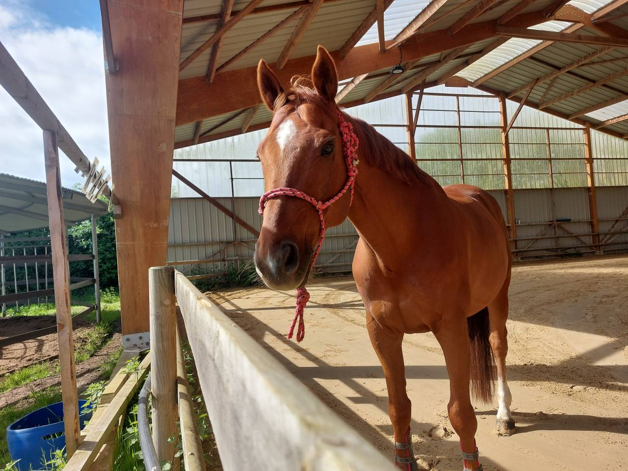 Cheval &agrave; vendre pour semi retraite