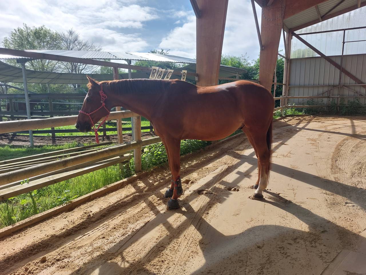 Cheval &agrave; vendre pour semi retraite