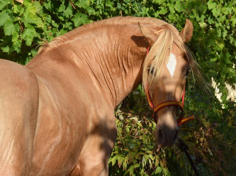 Sueno Carthago Etalon PRE double pearl 6 ans