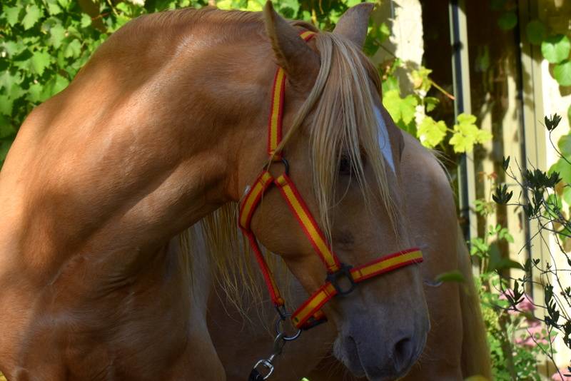 Sueno Carthago Etalon PRE double pearl 6 ans
