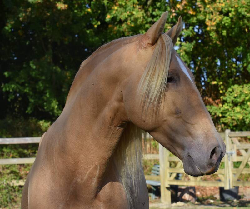 Sueno Carthago Etalon PRE double pearl 6 ans