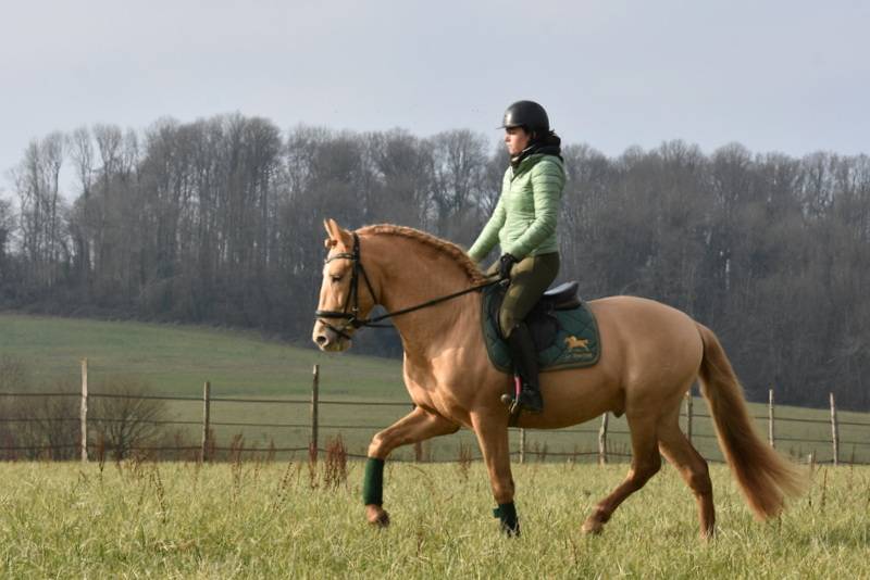 Sueno Carthago Etalon PRE double pearl 6 ans
