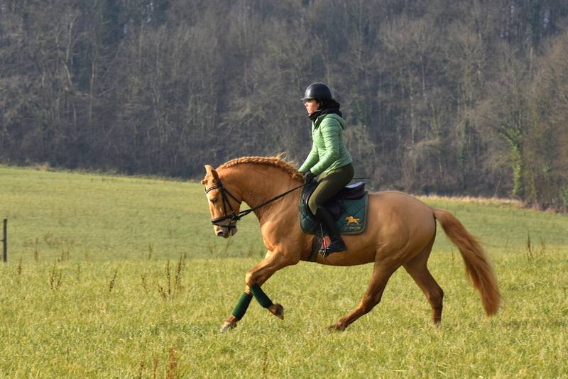 Sueno Carthago Etalon PRE double pearl 6 ans