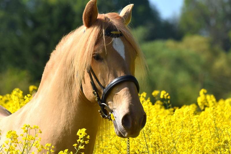 Sueno Carthago Etalon PRE double pearl 6 ans