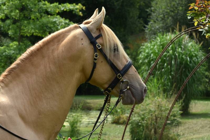 Sueno Carthago Etalon PRE double pearl 6 ans