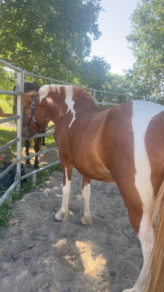 Ponette islandaise de 2023