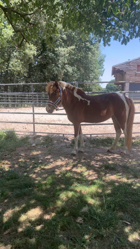Ponette islandaise de 2023