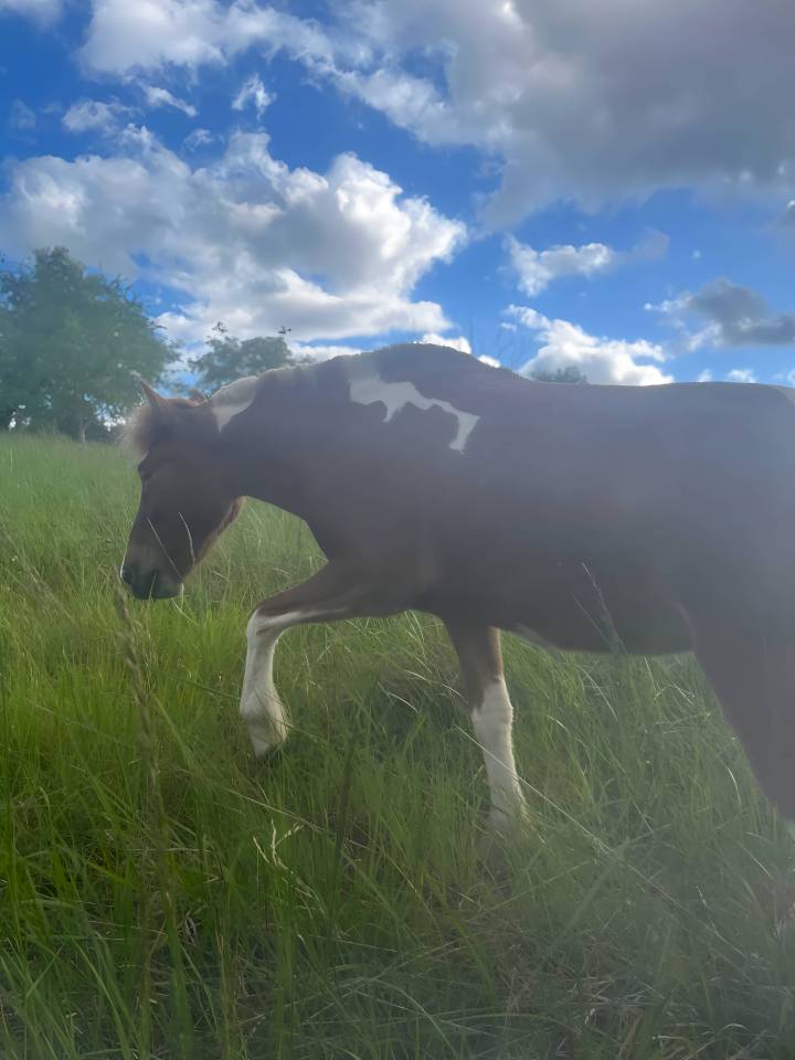 Ponette islandaise de 2023