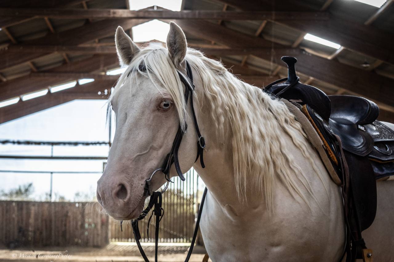 Hongre Quarter Horse AQHA Cr&egrave;me&mdash; Memphis du TR (5 ans)