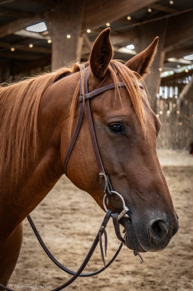 Jument Quarter Horse AQHA &mdash; Seattle du TR (5 ans)
