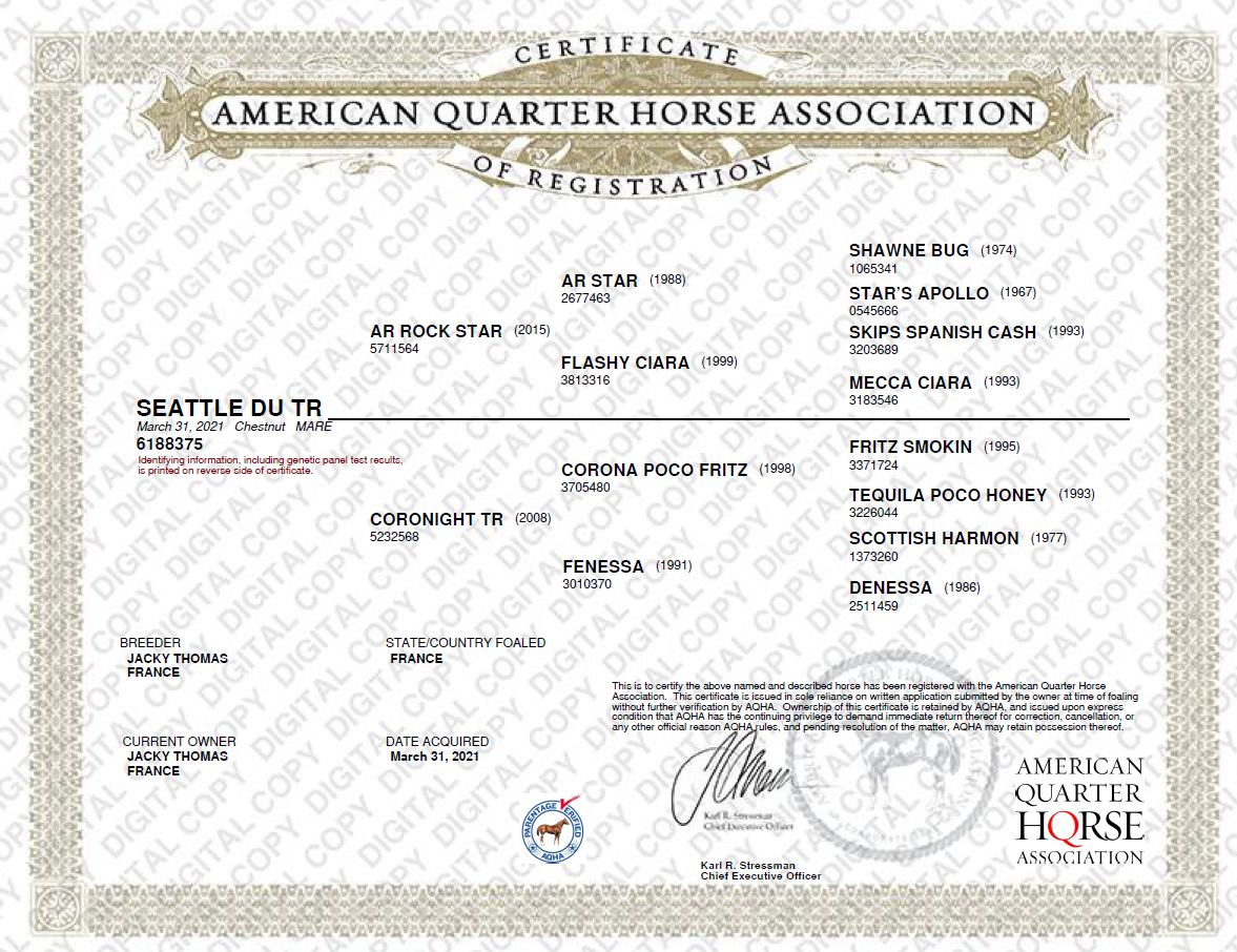 Jument Quarter Horse AQHA &mdash; Seattle du TR (5 ans)