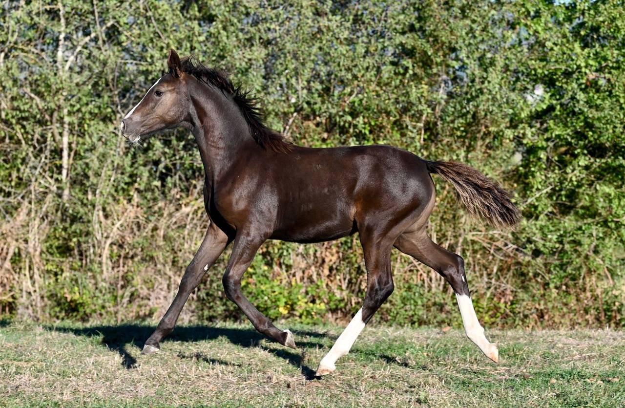 Deutsches Reitpony /Poney de Dressage Hors Taille
