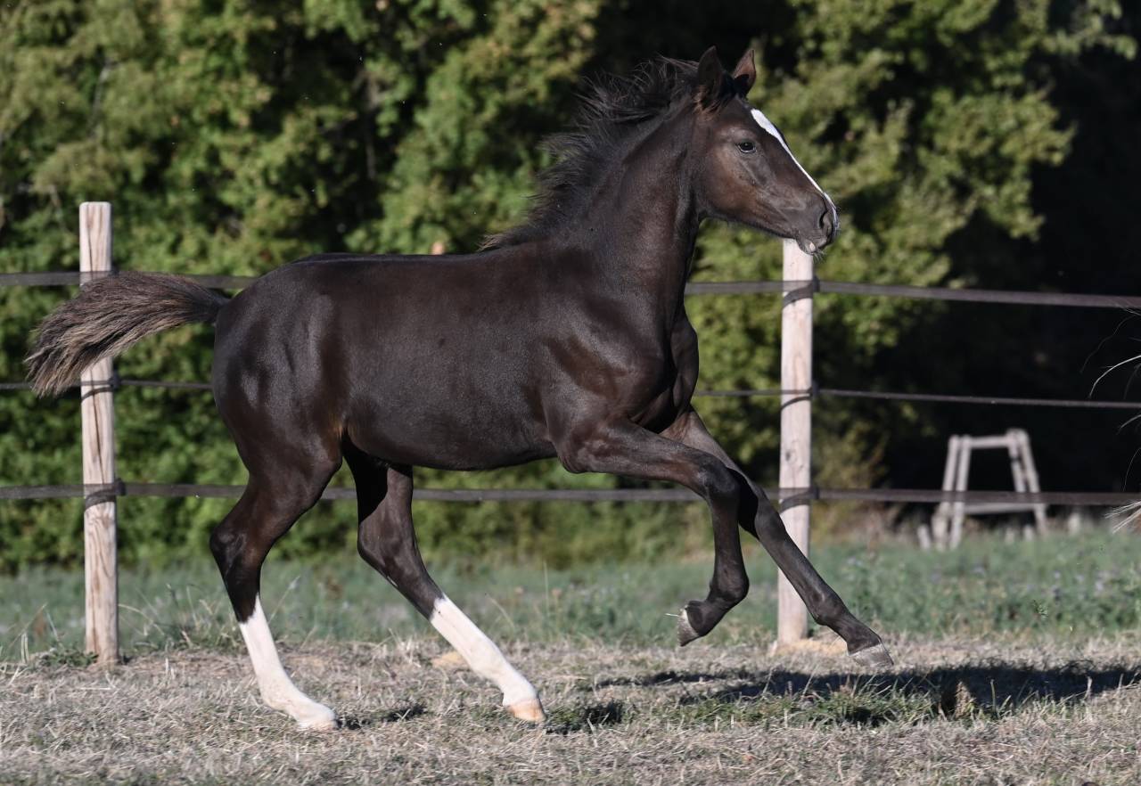 Deutsches Reitpony /Poney de Dressage Hors Taille