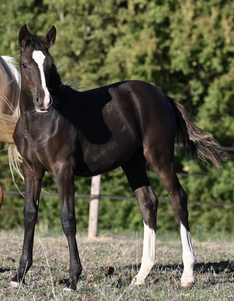 Deutsches Reitpony /Poney de Dressage Hors Taille
