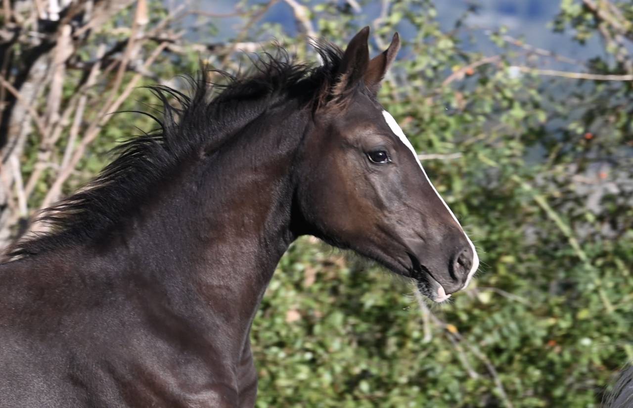 Deutsches Reitpony /Poney de Dressage Hors Taille