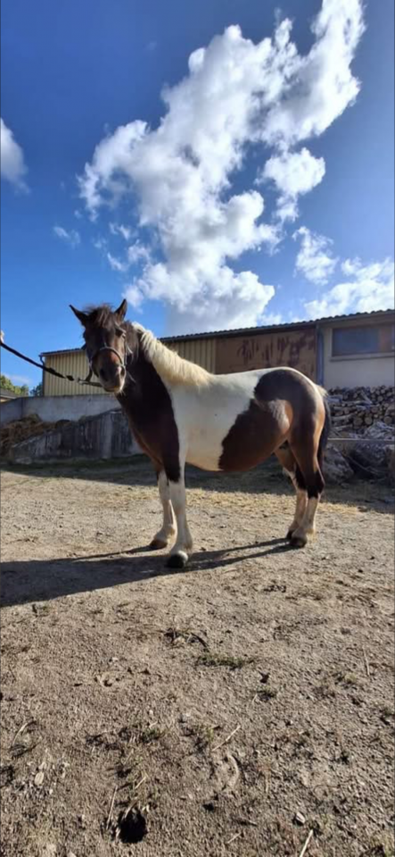 Ponette de 7 ans 