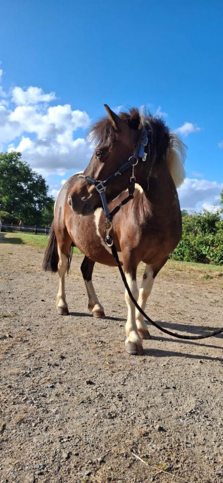 Ponette de 7 ans 