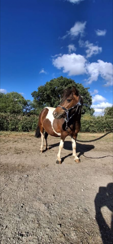 Ponette de 7 ans 